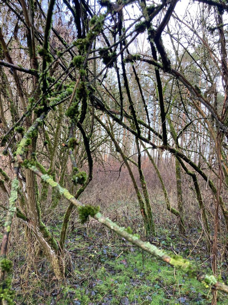 Gestrüpp mit flechten