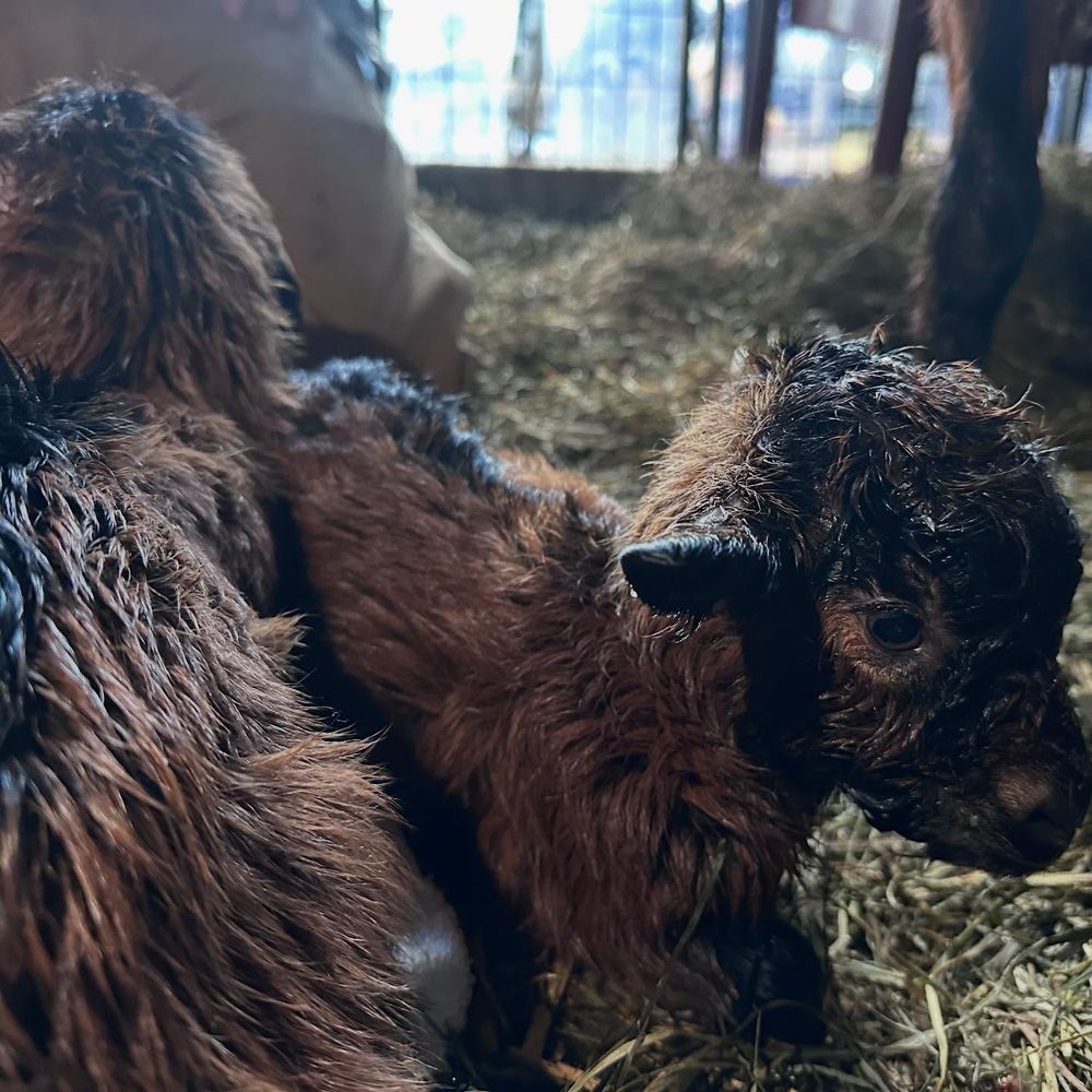 A pair of newborn Oberhasli dairy goats, looking shocked at what just happened to them