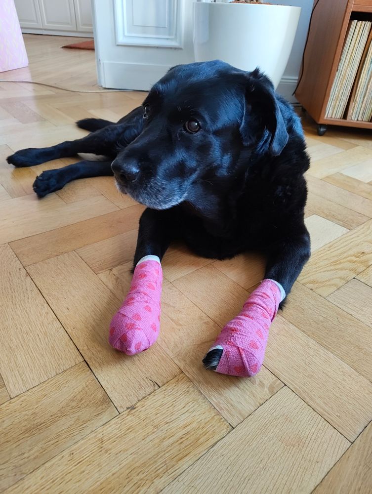 Ein schwarzer Labrador mit pinkfarbenen Verbänden mit Herzchen an beiden Vorderpfoten 
