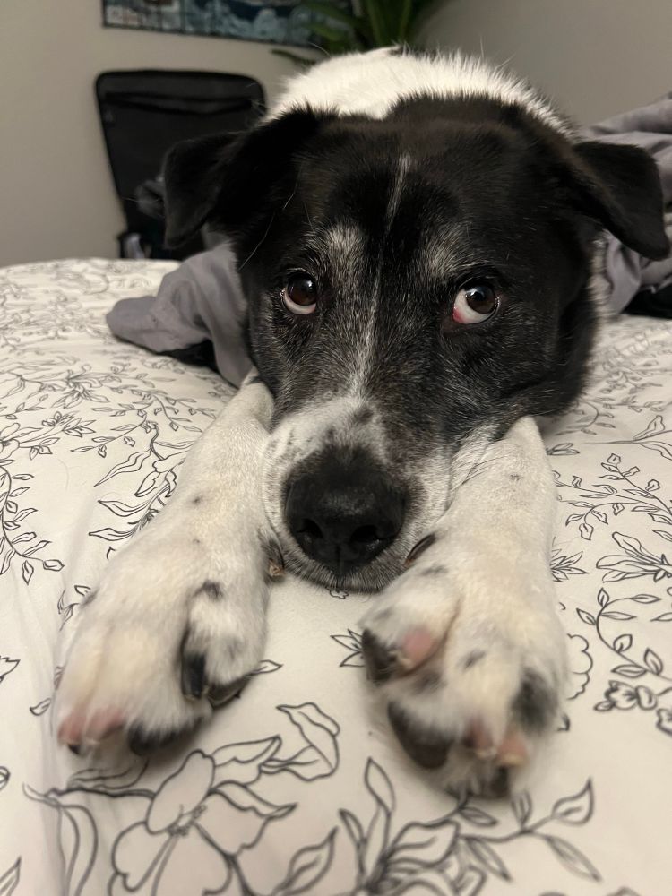 A black and white mixed breed dog lies his head between two outstretched paws