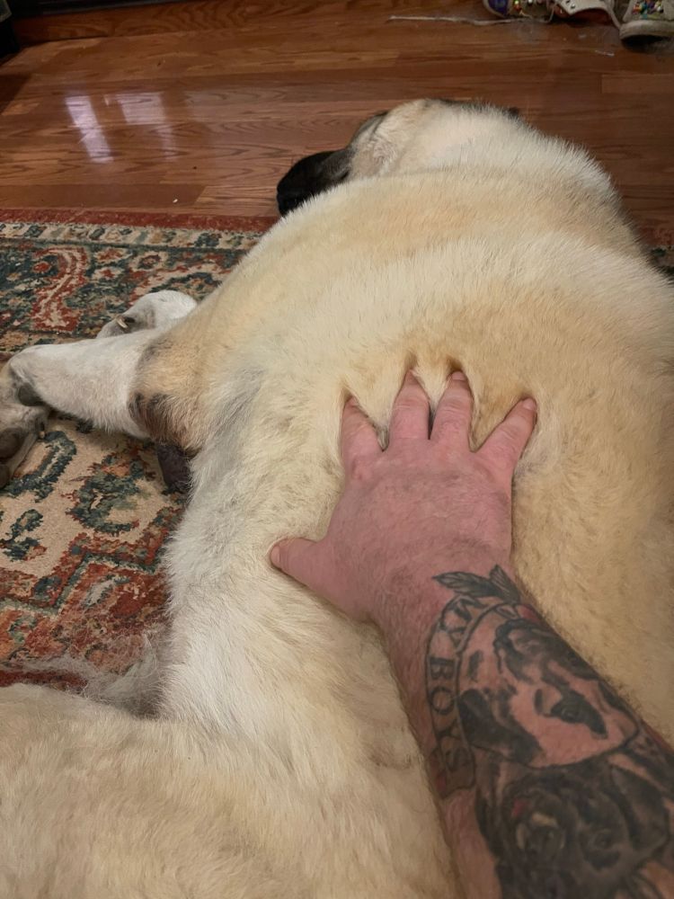 Cuddling with Magnus the Anatolian shepherd 