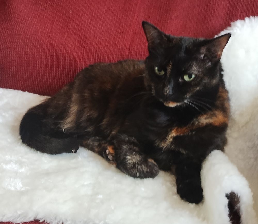 Tortie cat lying on white fleecy on red sofa. 