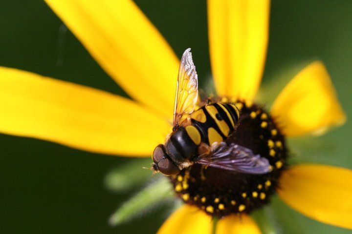 A transverse flower fly resting on top of a wildflower. It is facing down left. The fly is mostly brown, with yellow markings on top if its body, which make it appear to be some kind of bee. The wings are transparent.
