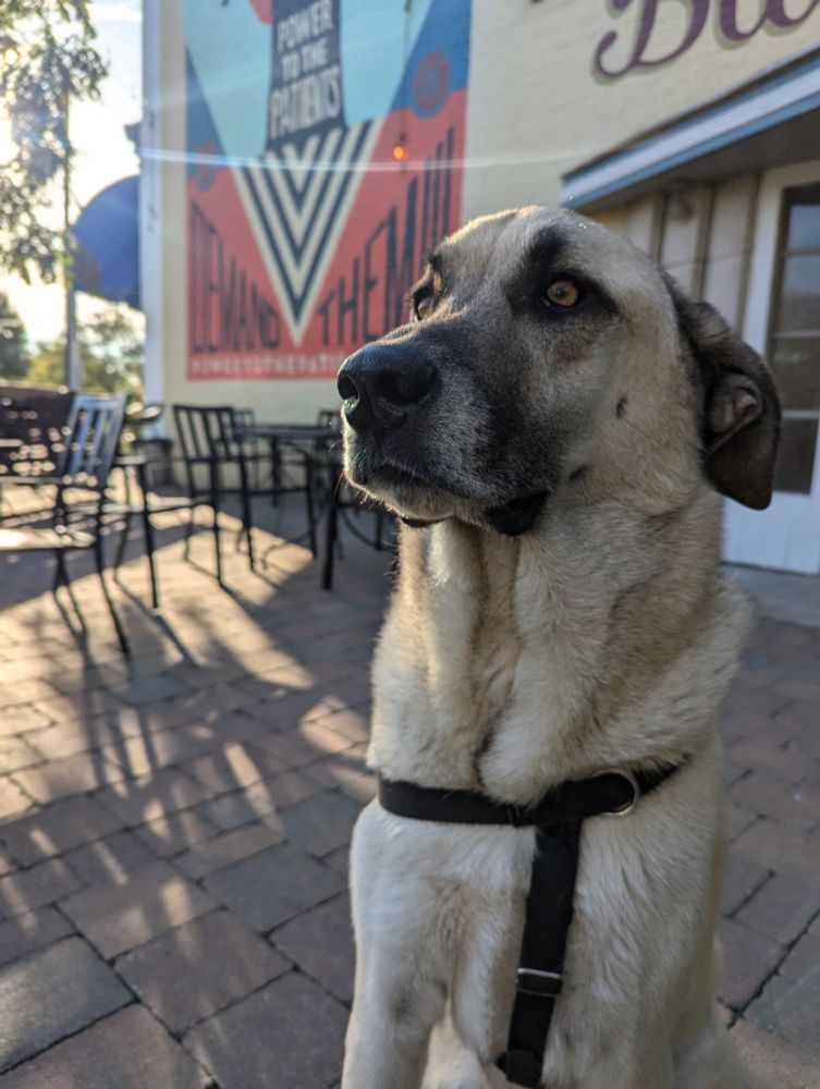 Dog (Kangal) sitting in restaurant patio
