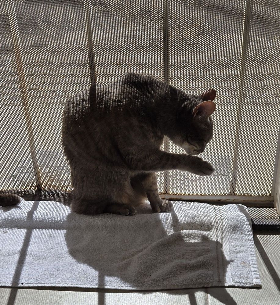 Cat in the sunshine, having a bath on the inside half of a security door. Sitting on a towel. Beyond is a front path and rock and cactus garden.
