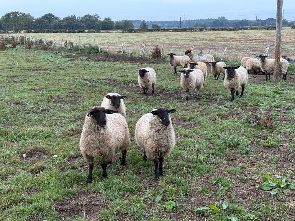 A photo of some black faced sheep in a field staring at me. 