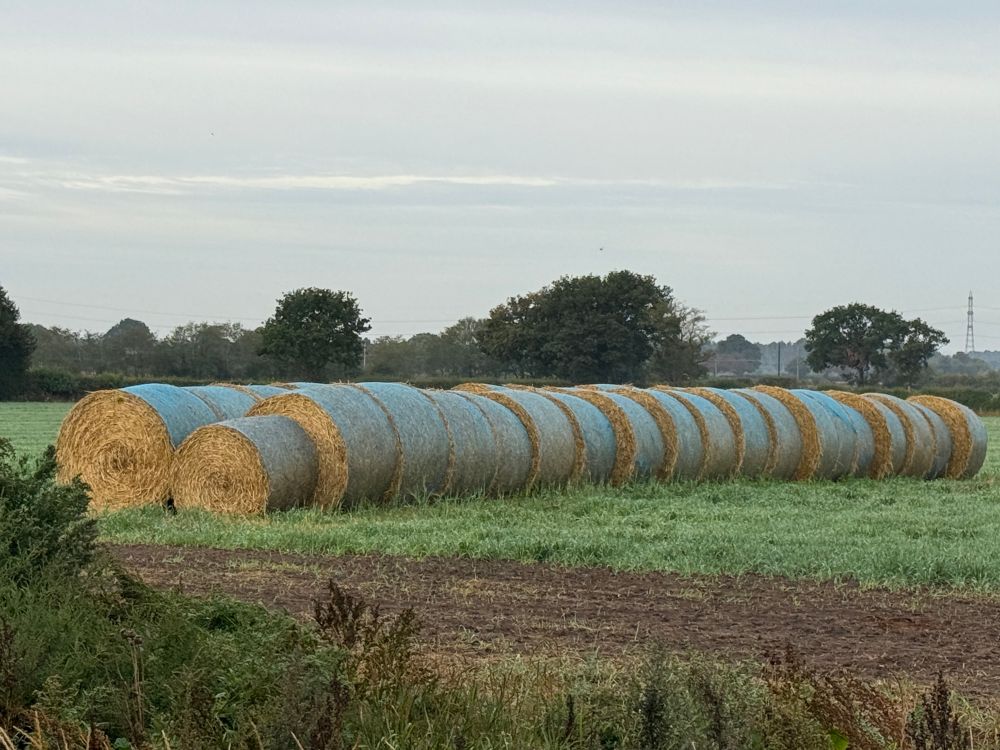 Photo of a long line of round haybale covered in a blue tinge