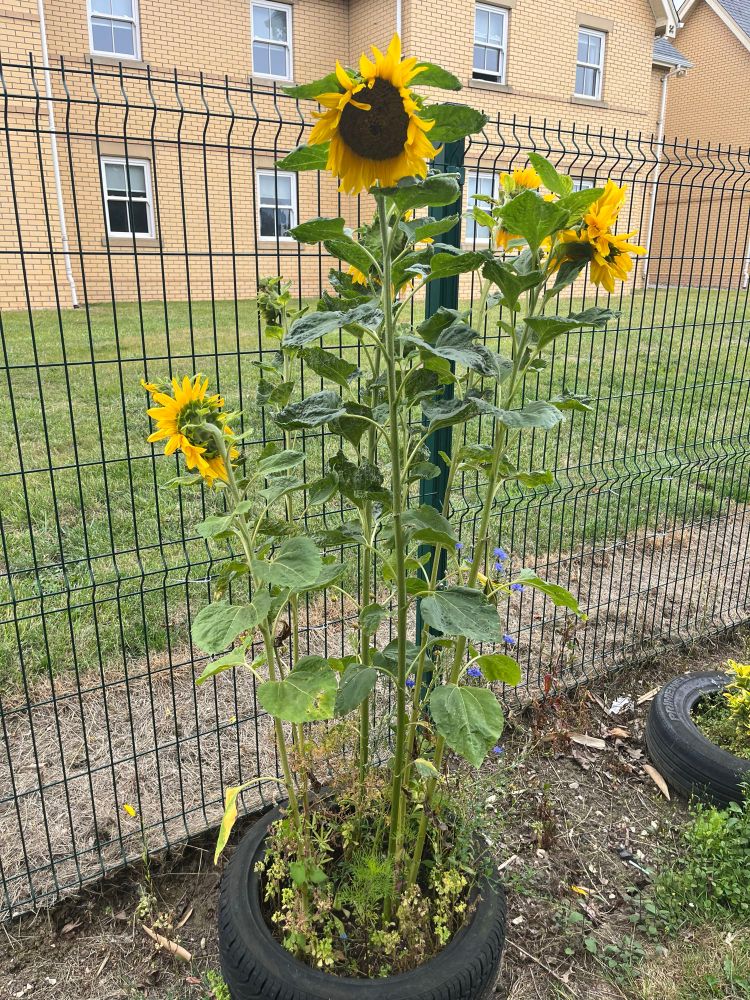 EYFS are really proud of our sunflowers we have grown 