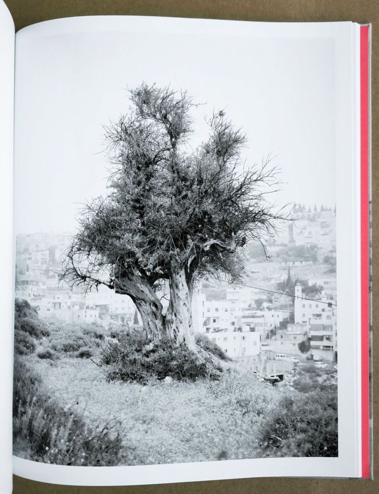 Adam Broomberg & Rafael Gonzalez

'Anchor in the Landscape'



Published by Mack Books



https://mackbooks.eu/products/anchor-in-the-landscape-br-adam-broomberg-rafael-gonzalez



"The olive tree is a totem of Palestinian identity, culture, and resistance. It supports the livelihoods of more than 100,000 Palestinian families, is a centre of traditions and identities, and has long been a target of destruction and theft. Since 1967, 800,000 Palestinian olive trees have been destroyed by Israeli authorities and settlers. Over the past eighteen months, photographers Adam Broomberg and Rafael Gonzalez have been photographing olive trees in the Occupied Territories of Palestine, many of which are thousands of years old. This book brings together their studied, absorbing portraits of these trees, which act as fixed points in a historic and transforming landscape that is constantly disputed, altered, and increasingly destroyed. Each portrait bears witness to the presence and resilience of the Palestinian people and their relationship with the land."