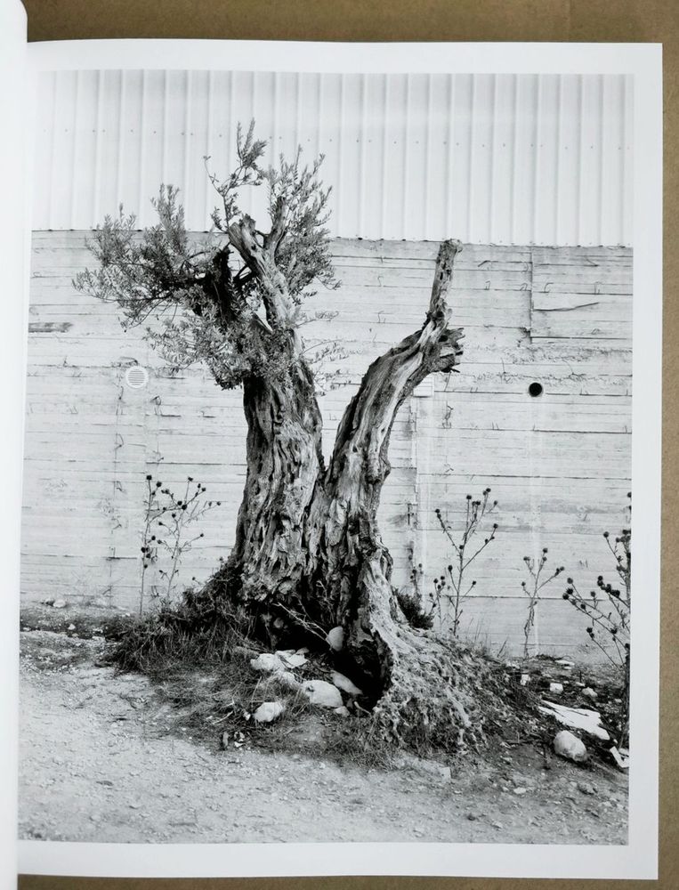 Adam Broomberg & Rafael Gonzalez

'Anchor in the Landscape'



Published by Mack Books



https://mackbooks.eu/products/anchor-in-the-landscape-br-adam-broomberg-rafael-gonzalez



"The olive tree is a totem of Palestinian identity, culture, and resistance. It supports the livelihoods of more than 100,000 Palestinian families, is a centre of traditions and identities, and has long been a target of destruction and theft. Since 1967, 800,000 Palestinian olive trees have been destroyed by Israeli authorities and settlers. Over the past eighteen months, photographers Adam Broomberg and Rafael Gonzalez have been photographing olive trees in the Occupied Territories of Palestine, many of which are thousands of years old. This book brings together their studied, absorbing portraits of these trees, which act as fixed points in a historic and transforming landscape that is constantly disputed, altered, and increasingly destroyed. Each portrait bears witness to the presence and resilience of the Palestinian people and their relationship with the land."
