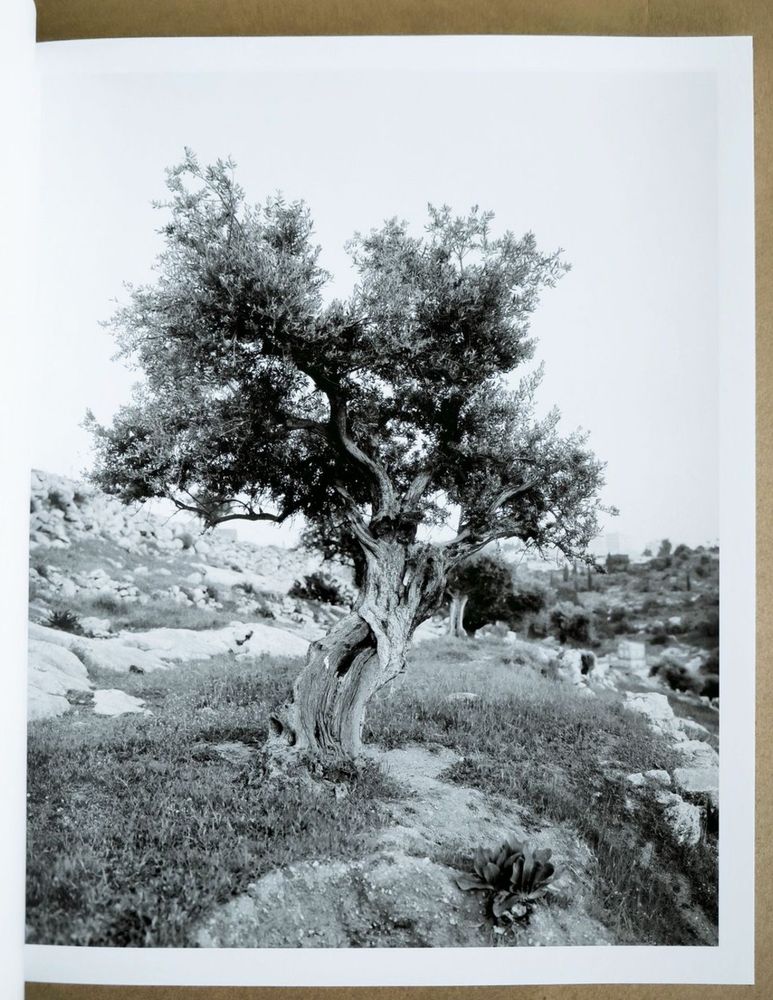 Adam Broomberg & Rafael Gonzalez

'Anchor in the Landscape'



Published by Mack Books



https://mackbooks.eu/products/anchor-in-the-landscape-br-adam-broomberg-rafael-gonzalez



"The olive tree is a totem of Palestinian identity, culture, and resistance. It supports the livelihoods of more than 100,000 Palestinian families, is a centre of traditions and identities, and has long been a target of destruction and theft. Since 1967, 800,000 Palestinian olive trees have been destroyed by Israeli authorities and settlers. Over the past eighteen months, photographers Adam Broomberg and Rafael Gonzalez have been photographing olive trees in the Occupied Territories of Palestine, many of which are thousands of years old. This book brings together their studied, absorbing portraits of these trees, which act as fixed points in a historic and transforming landscape that is constantly disputed, altered, and increasingly destroyed. Each portrait bears witness to the presence and resilience of the Palestinian people and their relationship with the land."