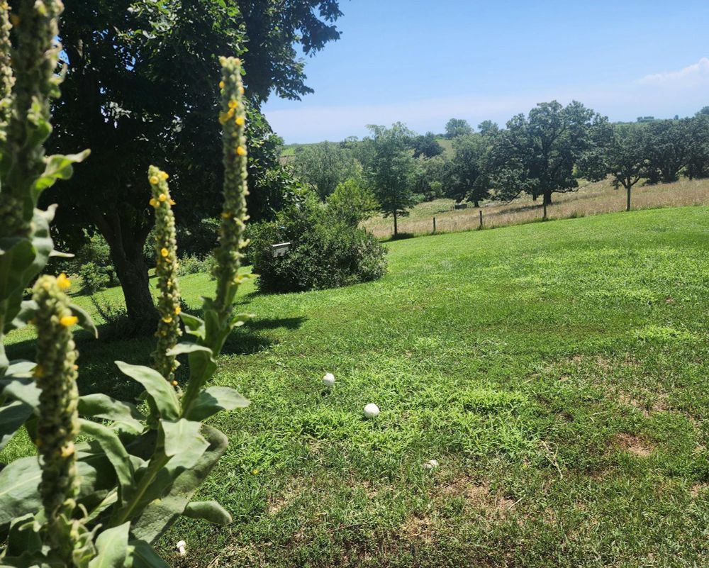 Mullien blooms in foreground. Grass, trees and a lilac bush mid. Oak trees and pasture in distance.  There are a few large white mushrooms in the grass. 