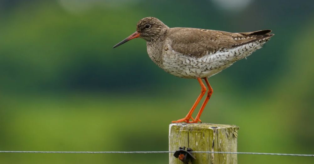 Common Redshank hot-spot found on Humber