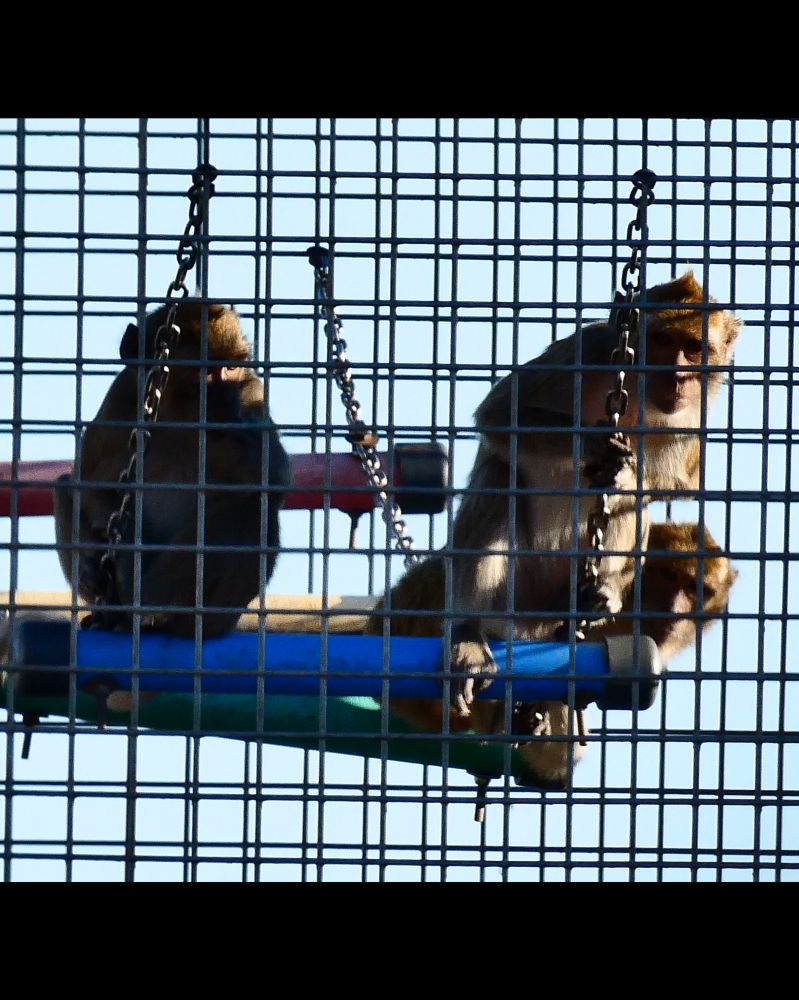 Macacos de cola larga hacinados en Camarney antes de ser masacrados en experimentos