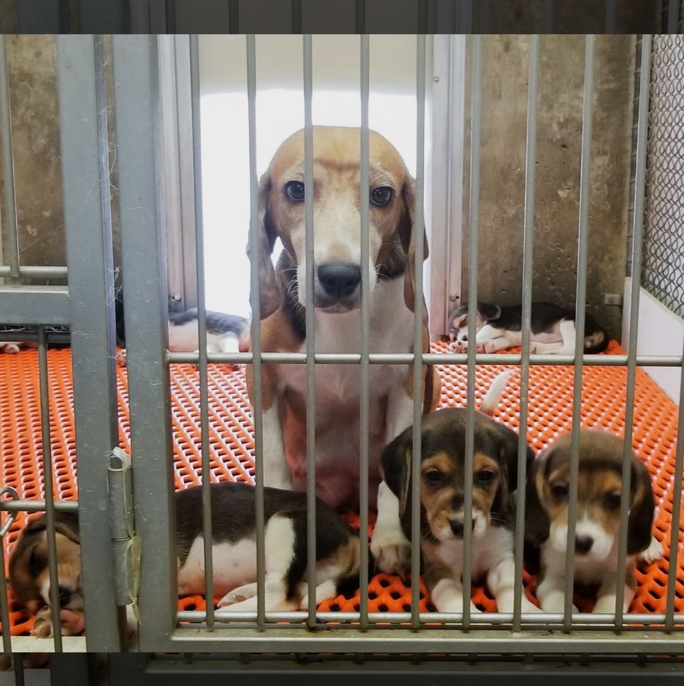 Beagles rescatados del laboratorio Envigo en EEUU. © PETA