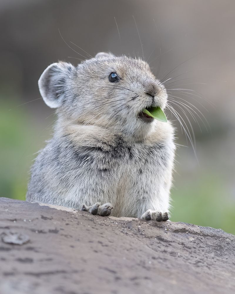 An American Pika with a green leaf sticking out of its mouth