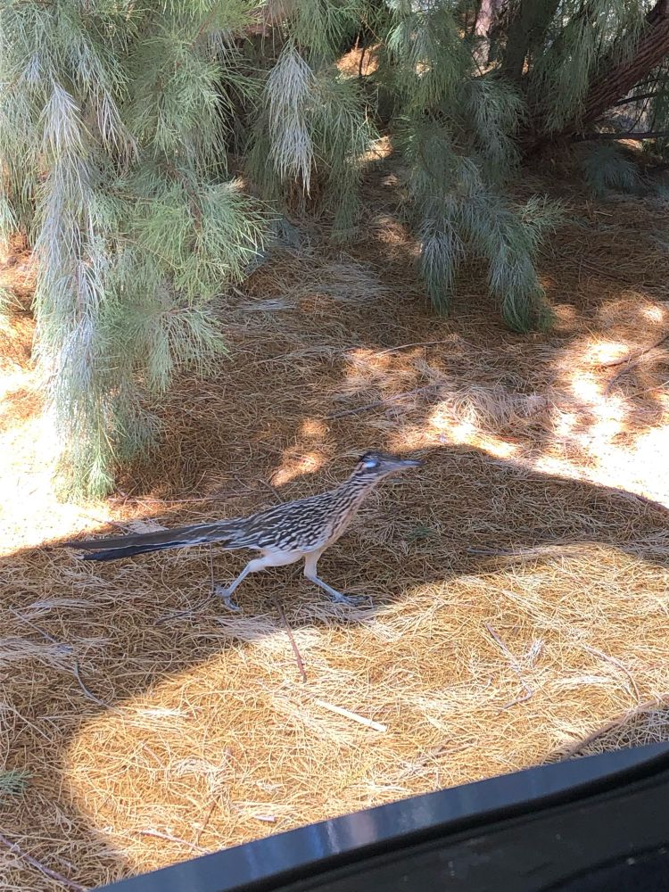 A roadrunner I was 90% was going to hop into the back of the car with me. It minded its business, running along the vegetation on the ground.