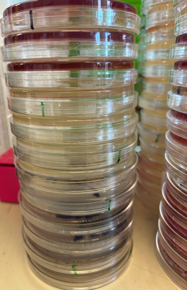 Stacks of colorful, bacteria-filled plates.