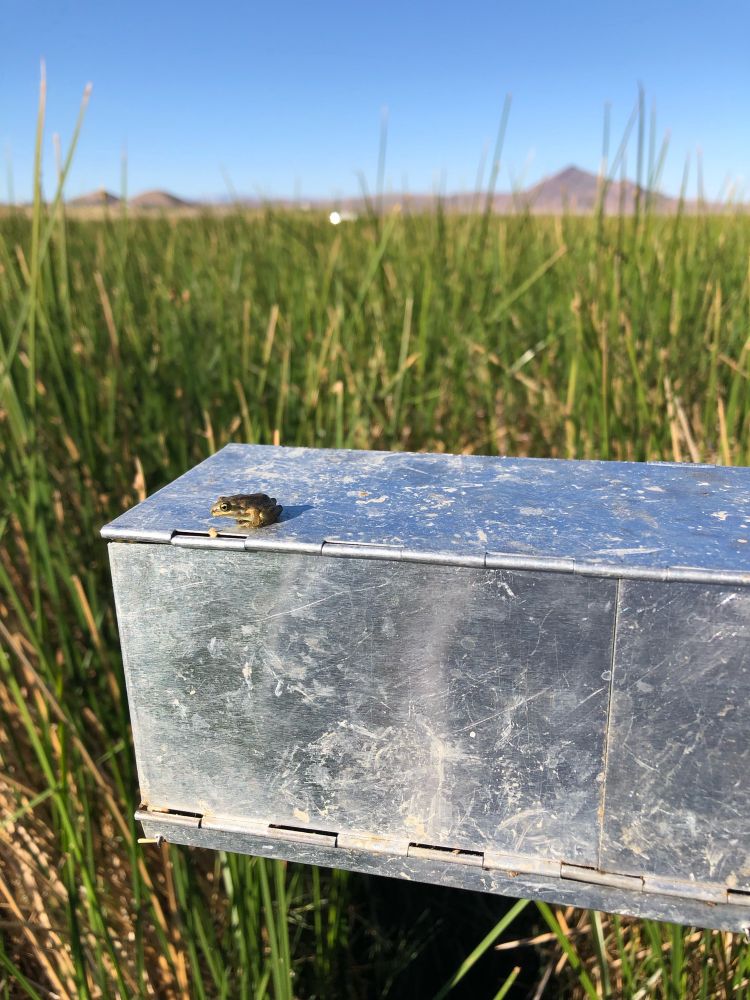 A tiny dark green frog sitting on top of a metal Sherman trap. We were in the middle of a bulrush marsh.