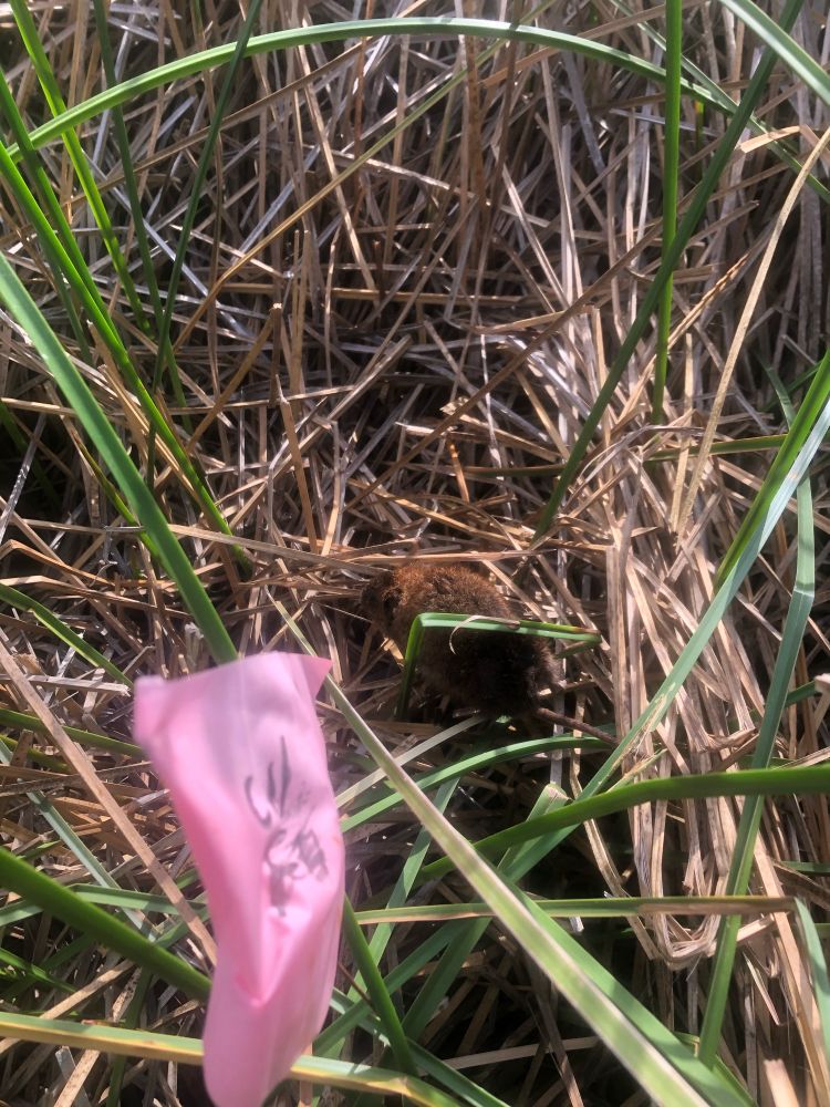 A rusty brown Amargosa vole hanging out on a mix of brown and green bulrush vegetation. There’s a pink flag in the foreground to help us find traps.