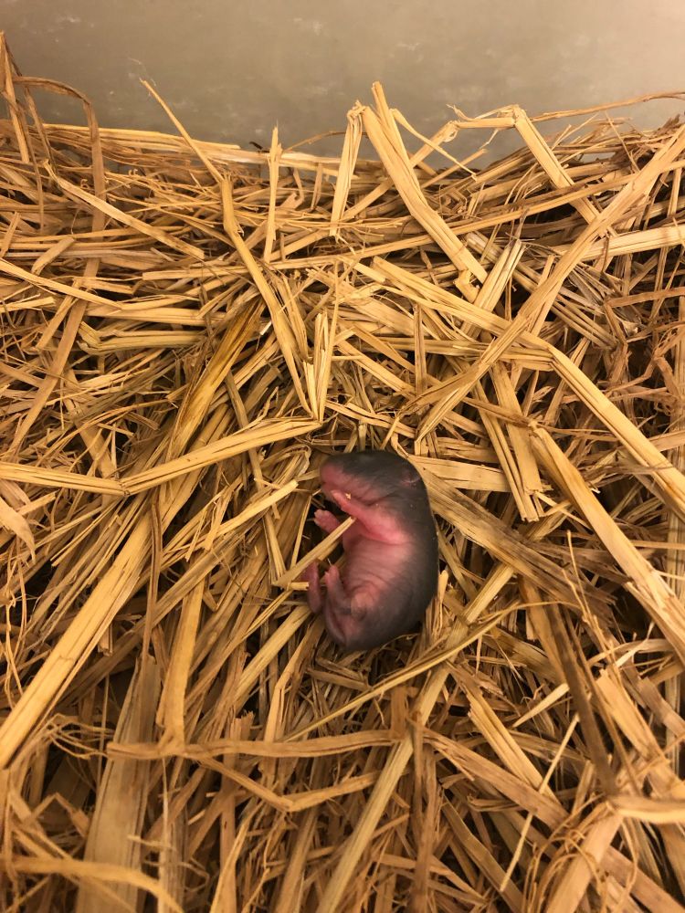 A little vole pup, still with a pink belly and dark back. Its eyes are closed while it curls up on dry vegetation.