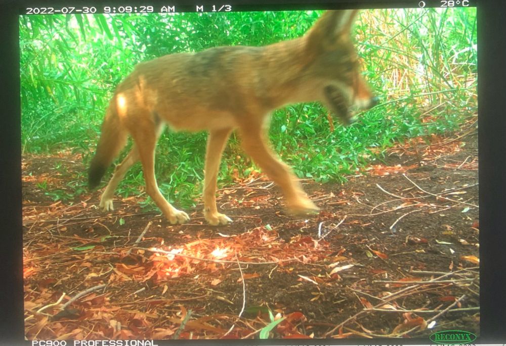A colored camera trap photo of a coyote taking a stroll through a marsh edge.