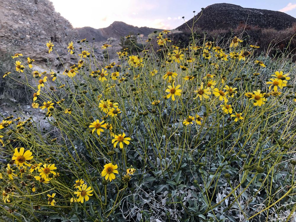 A bush of yellow desert daisies thriving in the rocky hills of the Mojave.