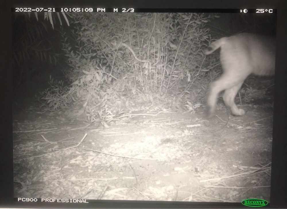 A black and white camera trap photo of a bobcat butt exiting stage left.