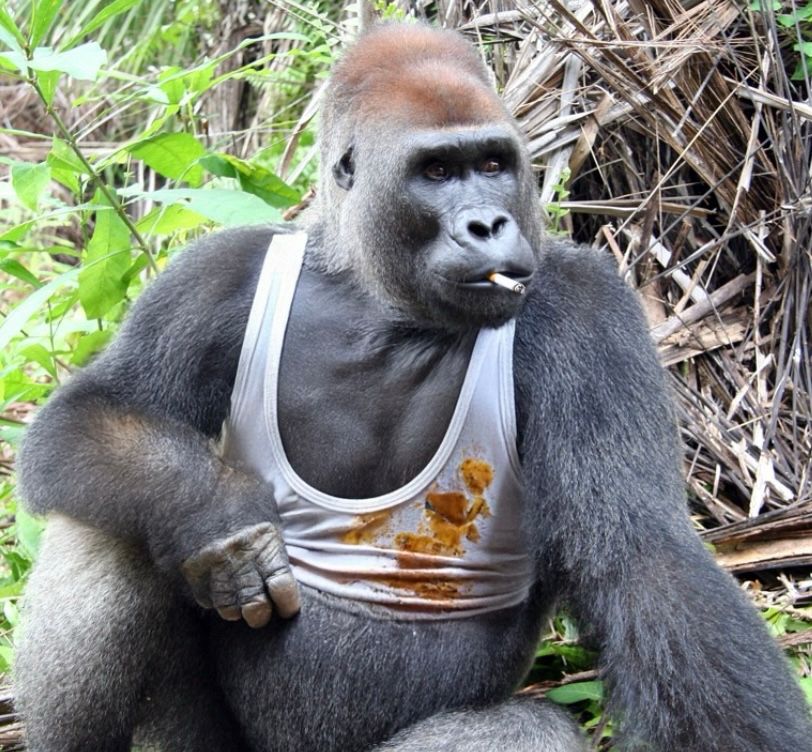 A gorilla in a food stained white tank top. He's smoking a cigarette, probably a Pall Mall. 