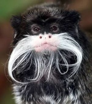 Emperor Tamarin with a giant white mustache stares at camera. 