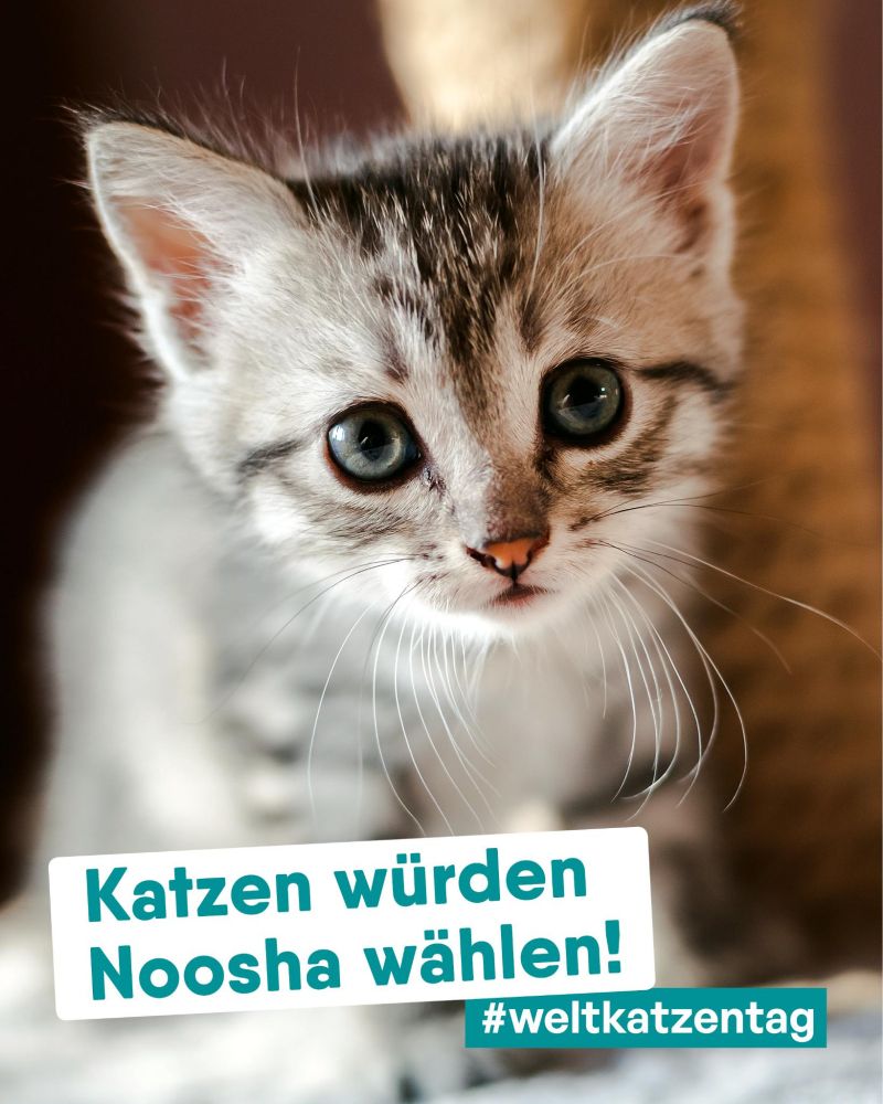 Die berühmte Wahlkampfkatze von DIE aNDERE mit dem Slogan:

Katzen würden
Noosha wählen
#Weltkatzentag

Die PNN hatte heute 08.08.2025 in ihrem Newsletter geschrieben:

Was Sie am Wochenende in Potsdam sonst noch erleben können, hat unsere Katzen- und Kulturtippskennerin Steffi Pyanoe für Sie ausgesucht.

Jetzt würde ich Ihnen zum Abschied gerne „Ciao miau!“ zurufen, aber das Copyright darauf hat Lutz Boede. Seine Wählergruppe „Die Andere“ plakatierte mit diesem Spruch und süßem Kätzchen im Frühjahr zur Abwahl von Oberbürgermeister Mike Schubert (SPD).

Die ersten Bewerber-Plakate für die nun nötige Oberbürgermeister-Neuwahl am 21. September hängen schon. In den kommenden Tagen wollen alle sieben Kandidierenden ihre Werbung an die Laternenmasten bringen. Ob dabei Hund, Katze, Maus oder Meerschweinchen zum Bildeinsatz kommen oder ob der Wahlkampf diesmal tierfrei bleibt, kann Ihnen kommenden Freitag mein Kollege Klaus Grote in unserem Ferien-Newsletter in aller Kürze verraten.