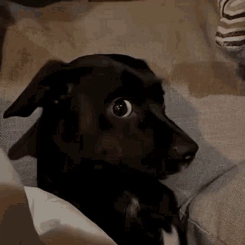 a black dog is sitting on a couch and looking at something