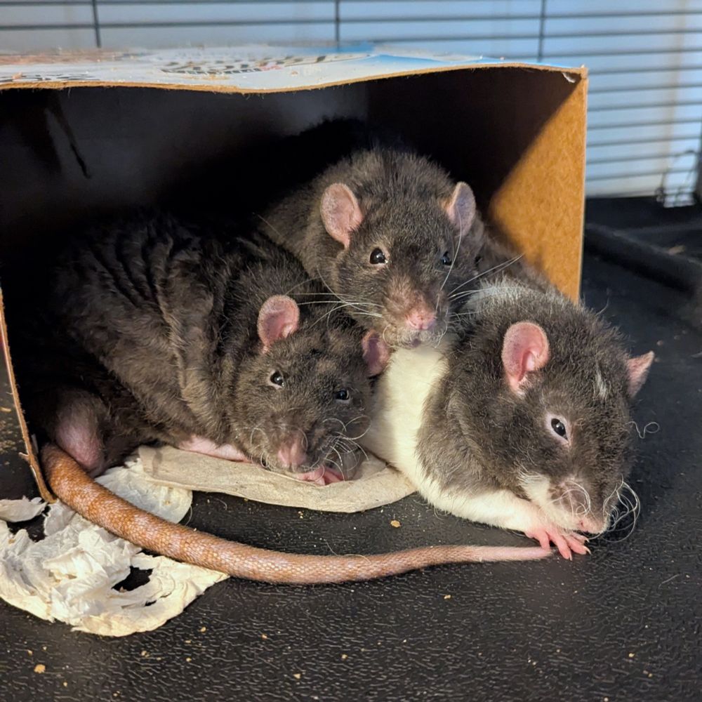From left to right: Harry, Charlie, and Dale piled into a cardboard box. 

Harry is wondering why I interrupted their nap, Charlie thinks I might have snacks, and Dale is still a bit groggy