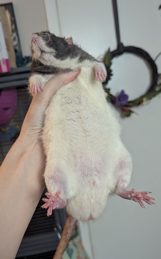 Holding Dale (black hooded rat) like he owes me money, and he's just kinda going with it. I think the vet would be upset if he saw how fat Dale has gotten.