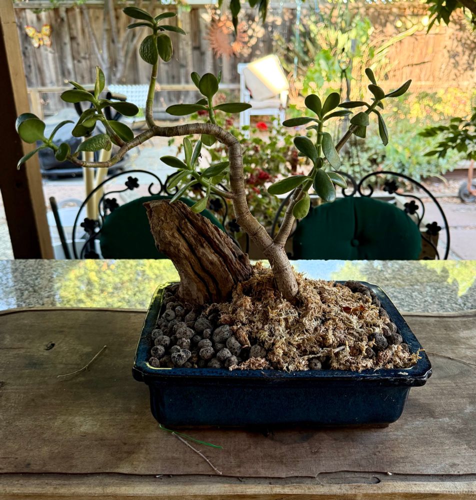 a bent and shaped bonsai jade plant in a rectangular bonsai dish with lava rock, moss, and a chunk of preserved wood