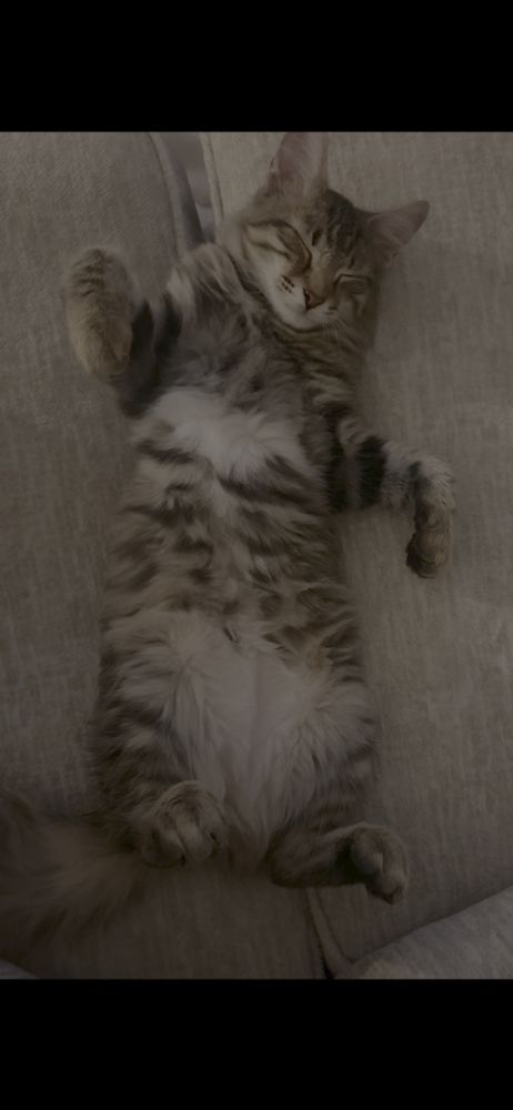 #caturday
#kittensofbluesky
#photography
#sweet-dreams
