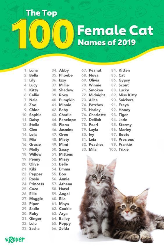 top 100 female cat names 2019 luna bella lily lucy kitty callie nala zoe chloe sophie daisy stella cleo lola mia gracie molly willow penny olive kiki pepper rosie princess coco ellie maggie piper sadie ruby ginger lulu sasha abby phoebe izzy millie shadow rozy pumpkin minnie baby charlie penelope fiona jasmine oreo misty mimi sassy mittens missy belle emma boo annie athena hazel angel ella maya cookie arya bailey poppy zelda peanut nova olivia winnie smokey midnight alice patches harley charlotte delilah pearl layla ivy leia peaches mila kitten cat gypsy scout lucky miss kitty snickers freya honey tiger jade stormy marley boots precious frankie trixie