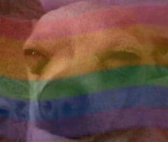 a suspicious chihuahua with a pride flag over it
