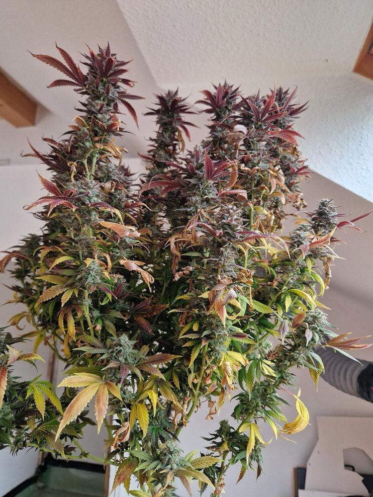 Mature cannabis buds showing Autumn colours.