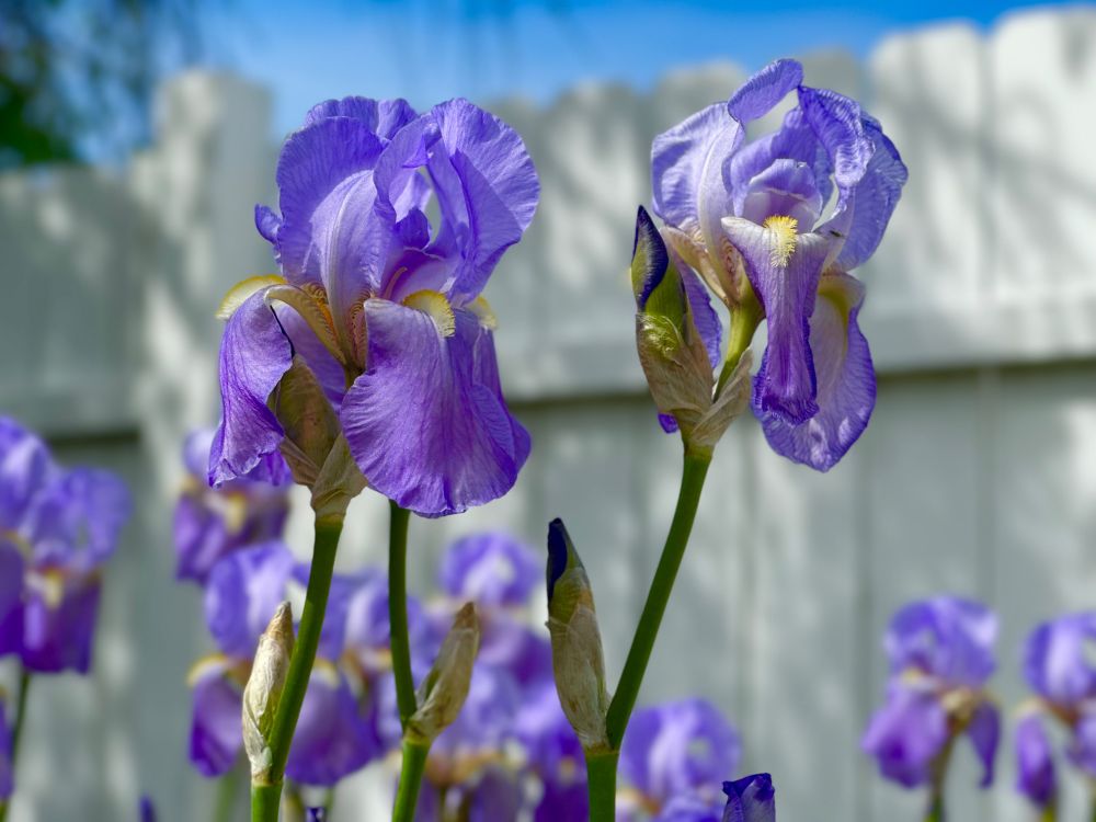 Irises 