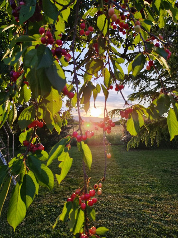 Le soleil au travers des branches d'un cerisier plein de fruits 
