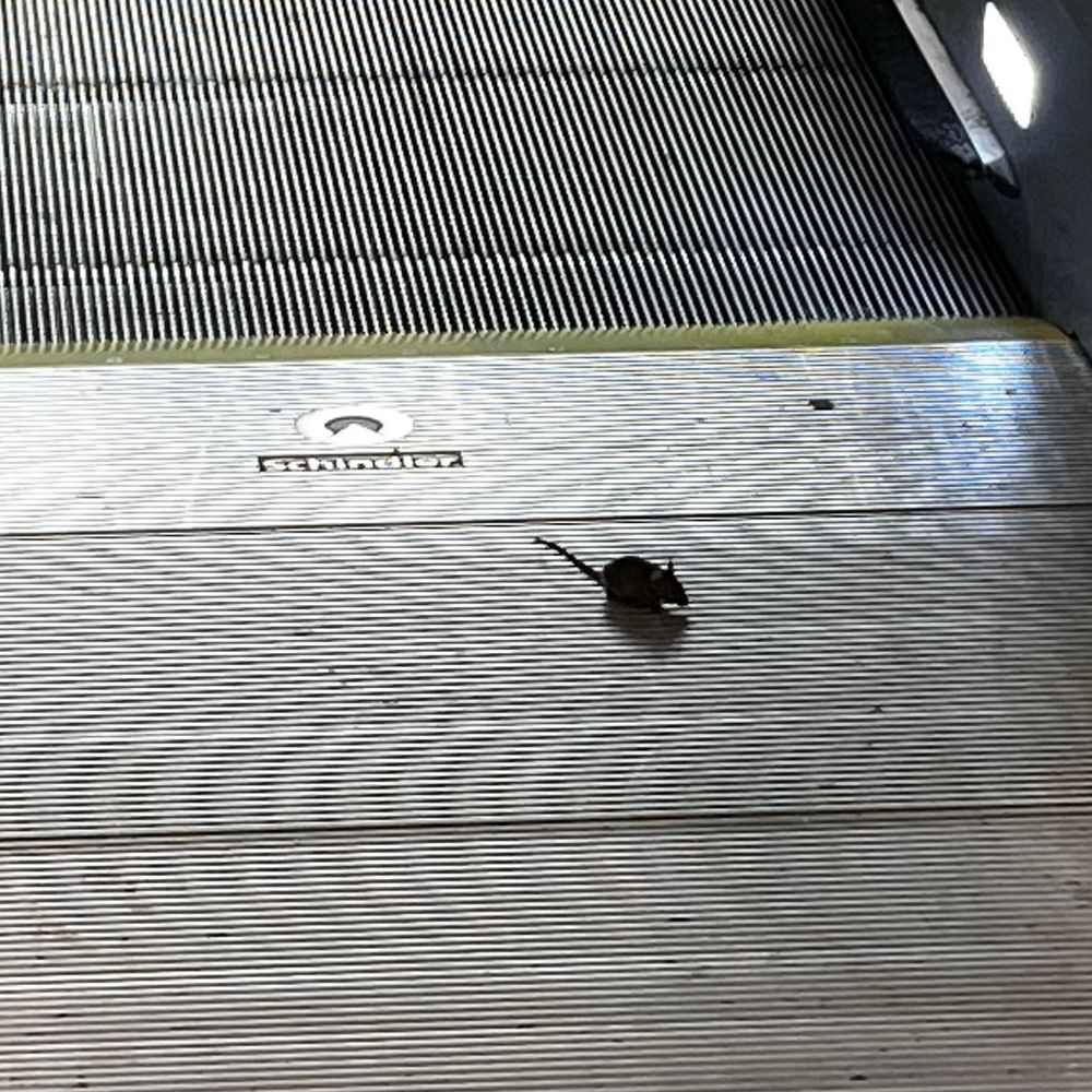 A mouse getting off an escalator