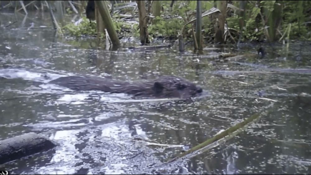 Baby beavers born in urban London - Beaver Trust