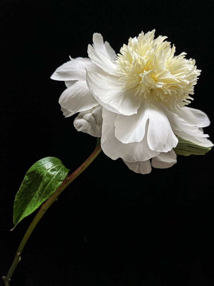 anything that has real and lasting value is always a gift from within.
- franz kafka 

side profile of single white full bloom peony with pale lemon color fringe in center against black background 