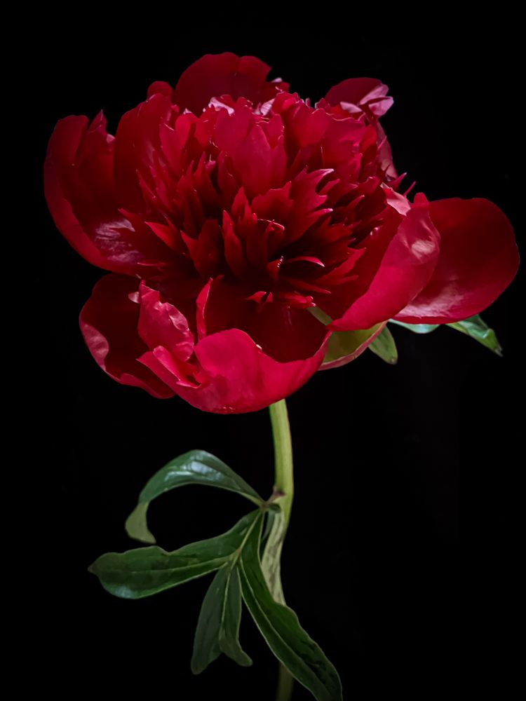 i carry your heart with me(i carry it in
my heart)i am never without it(anywhere
i go you go,my dear;and whatever is done
by only me is your doing,my darling)
                                                      i fear
no fate(for you are my fate,my sweet)i want
no world(for beautiful you are my world,my true)
and it’s you are whatever a moon has always meant
and whatever a sun will always sing is you

here is the deepest secret nobody knows
(here is the root of the root and the bud of the bud
and the sky of the sky of a tree called life;which grows
higher than soul can hope or mind can hide)
and this is the wonder that's keeping the stars apart

i carry your heart(i carry it in my heart)

- e.e. cummings 

blooming ruby red peony against a black background 