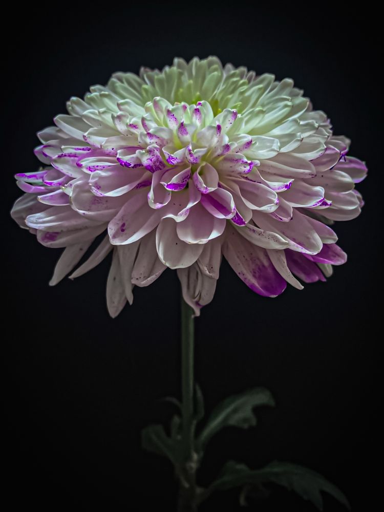 when you like someone, you like them in spite of their faults. when you love someone, you love them with their faults.
- hermann hesse

white chrysanthemum with flecks of ultraviolet