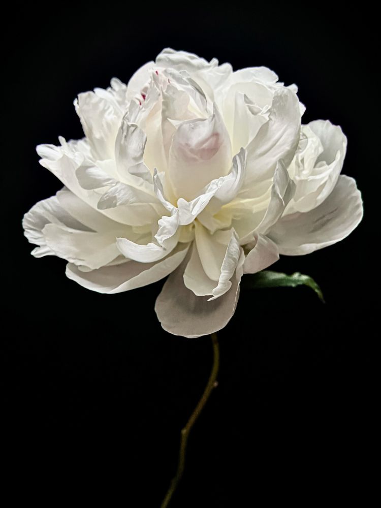 hearts are not had as a gift but hearts are earned by those who are not entirely beautiful.
- w.b. yeats

fully unfurled white peony against a black background 