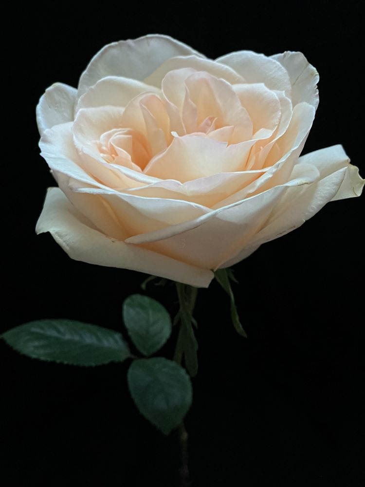 love men and women not for their strength but their softness, not for their fullness but their hunger, not for their plenty but their need - anaïs nin voluminous light peach garden rose against black background 
