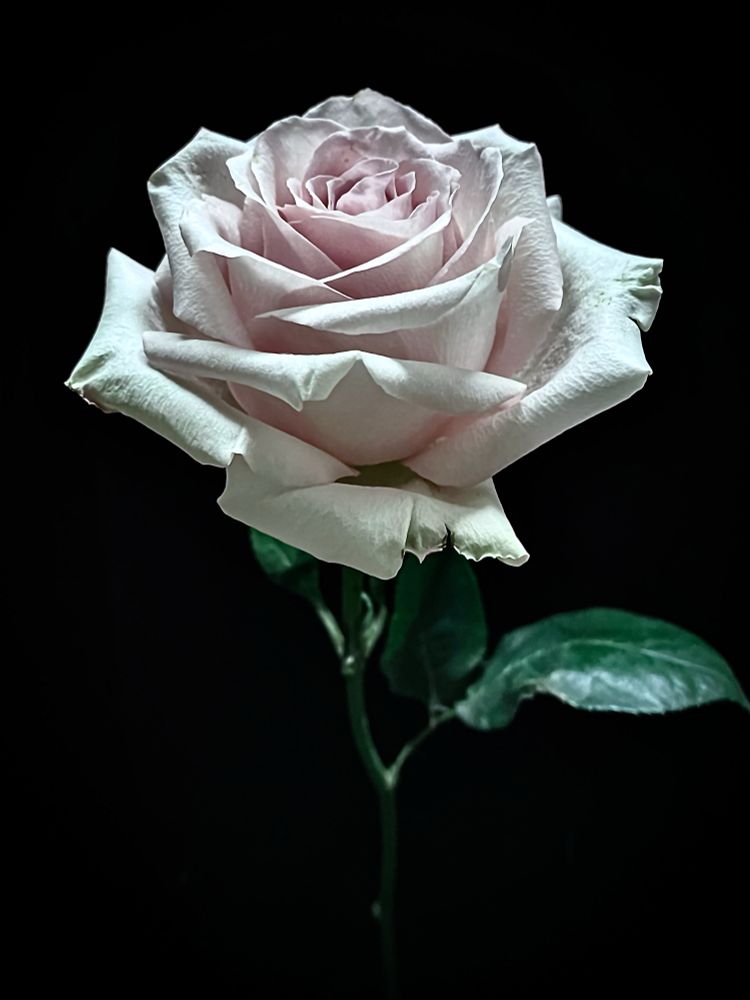 just for tonight… just for tonight.
be the tenderest thing. in the universe.

-nayyirah waheed

palest lavender garden rose against a black background 