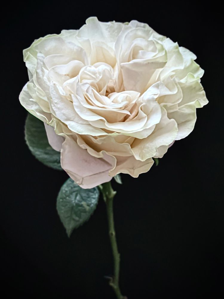 Run my dear,from anything
That may not strengthen
Your precious budding wings.

- Hafez

ivory garden rose in full bloom against a black background 